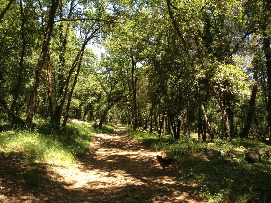 Französisch und Reiten